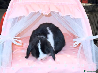 Mini Lop rabbits - Advert 1