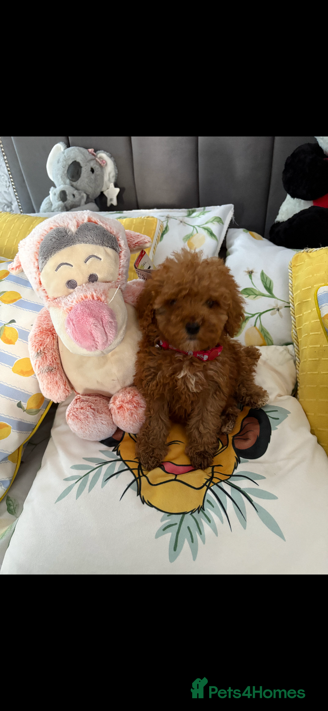 Poodle dogs for sale: Toy poodle puppies for sale  - Image 21