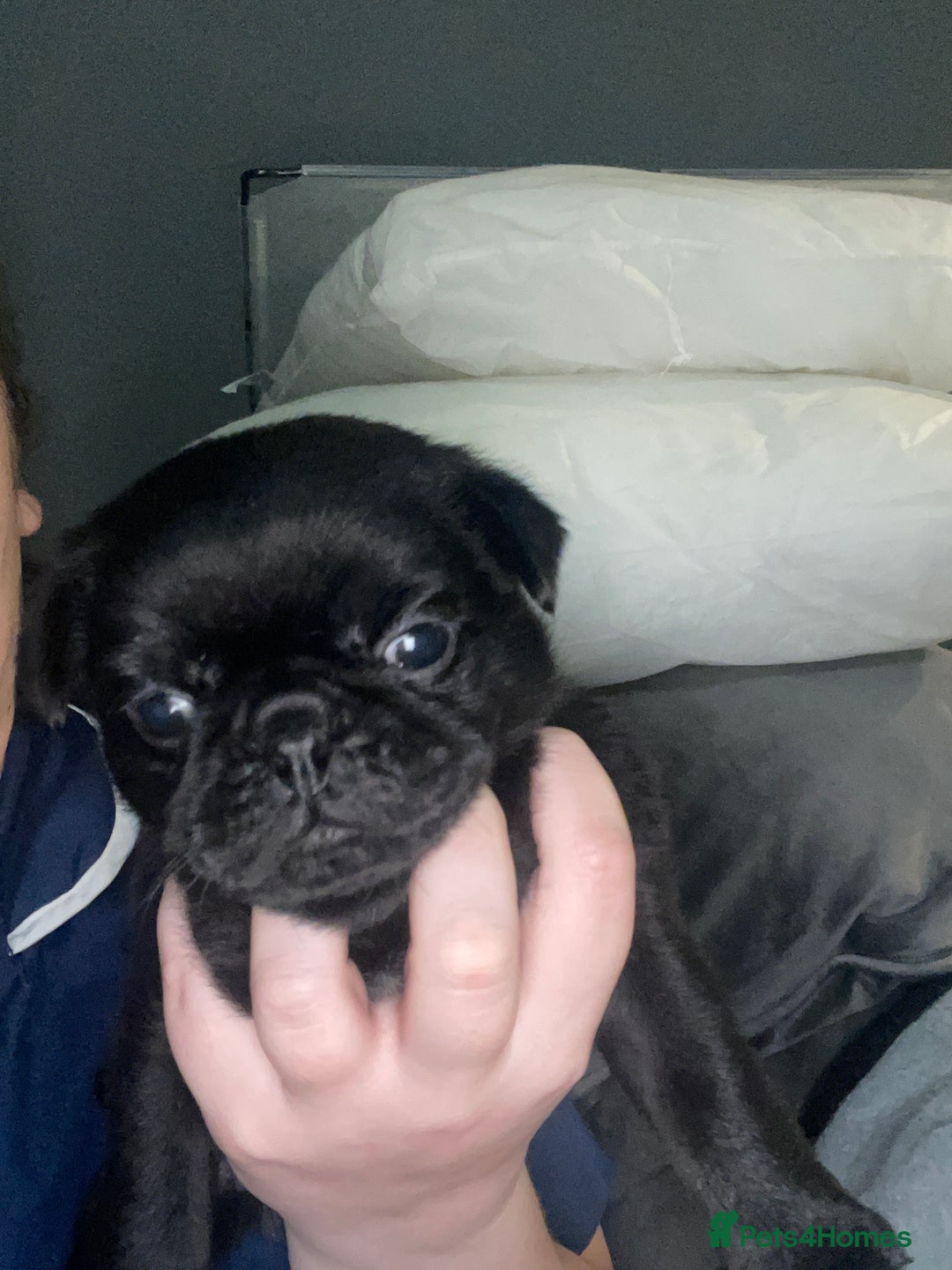 Frug dogs for sale: 5 pug puppies  - Advert 6