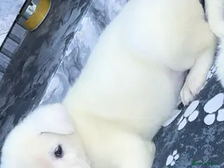 Japanese Akita Inu dogs Japanese Akita Inu Puppies - Advert 17