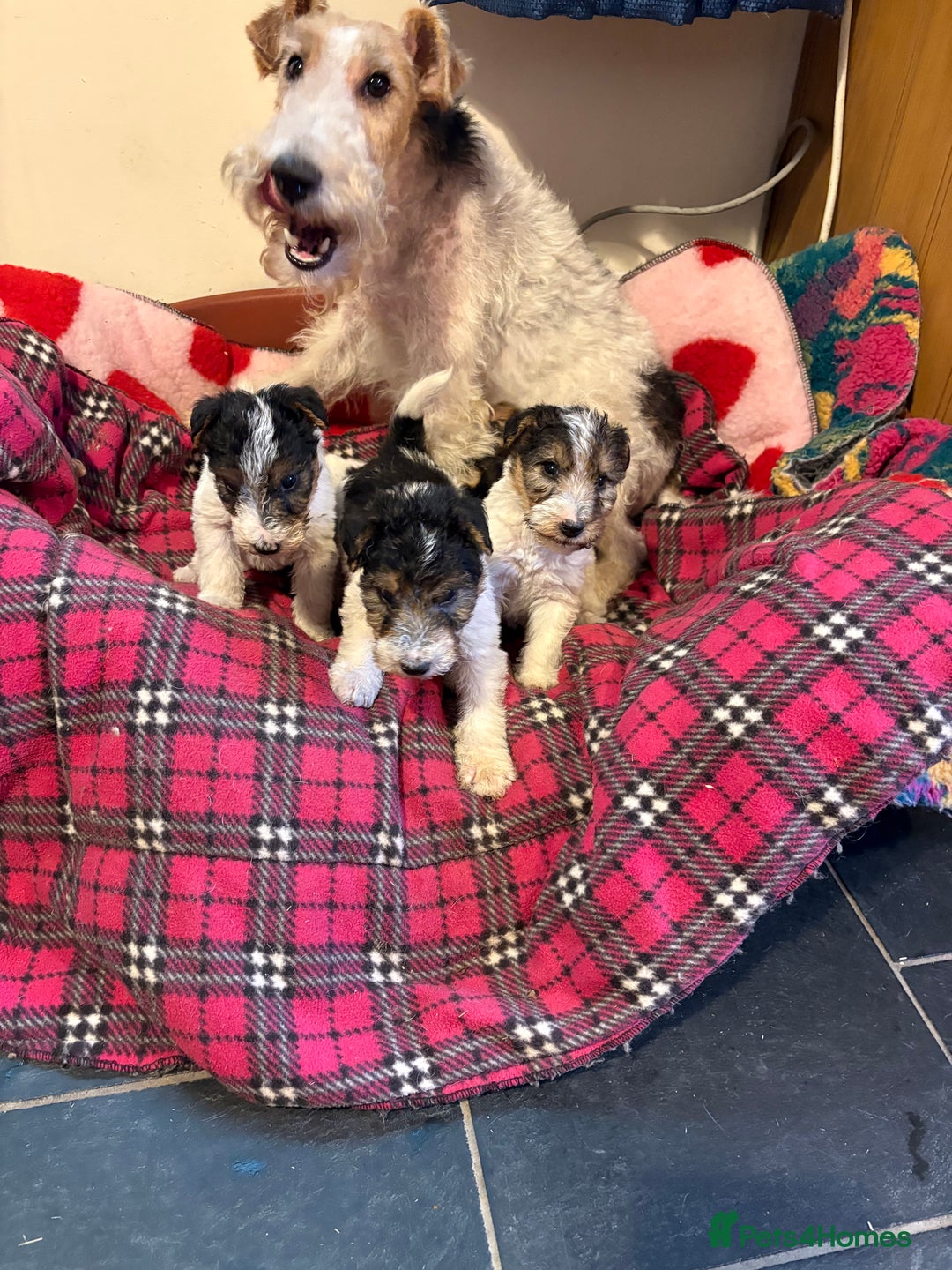 Fox Terrier dogs for sale: ⭐️ Licensed Breeder ⭐️ Wire Fox Terriers  - Advert 5