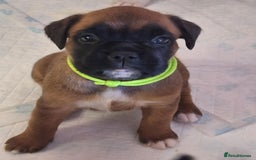 Boxer dogs for sale: Boxer Puppies KC registered  - Image 1