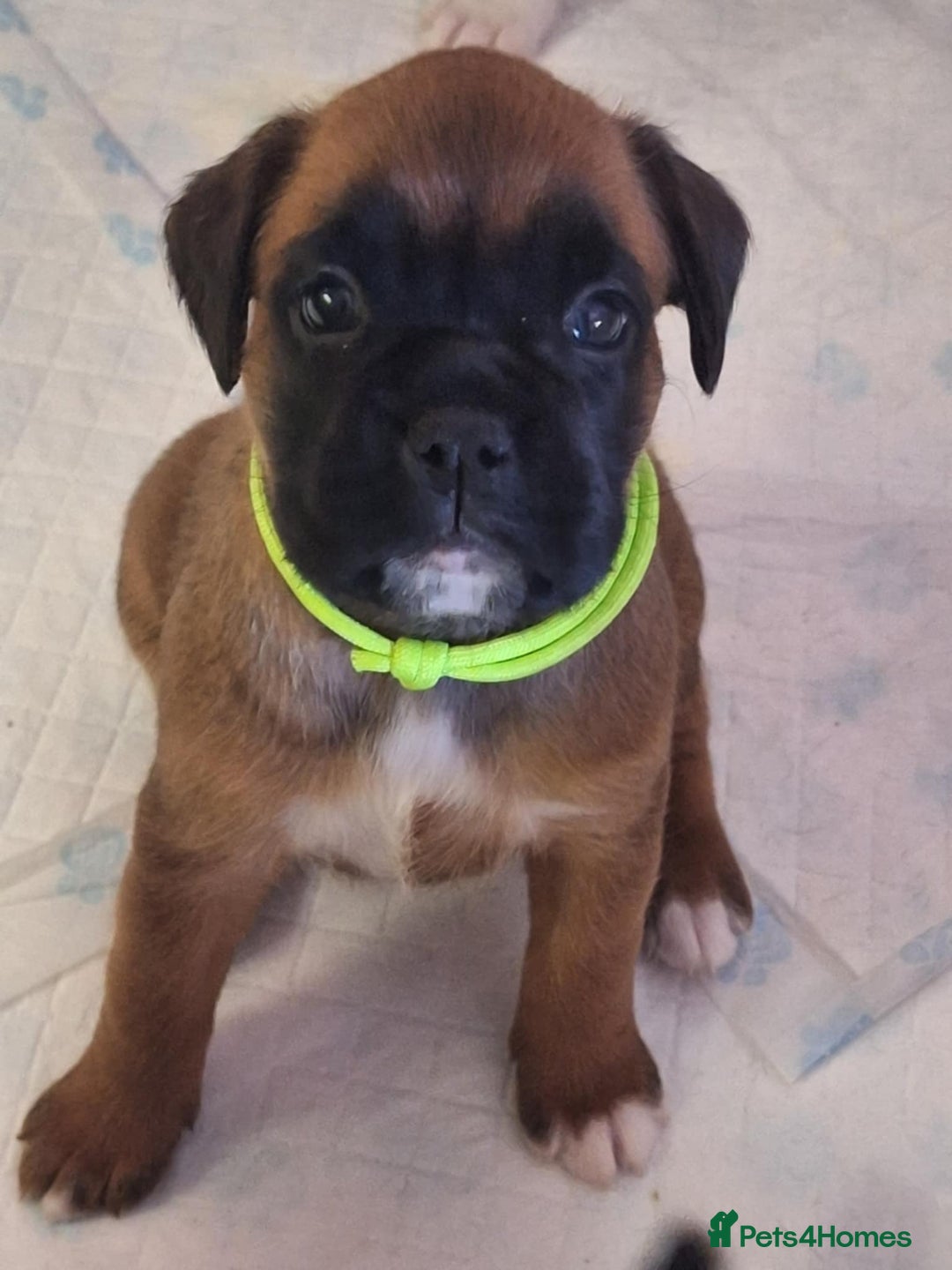 Boxer dogs for sale: Boxer Puppies KC registered  - Image 1