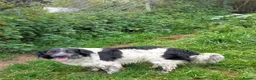 Mixed Breed dogs for adoption: Gorgeous Taco, a smallish mixed breed - Advert 4
