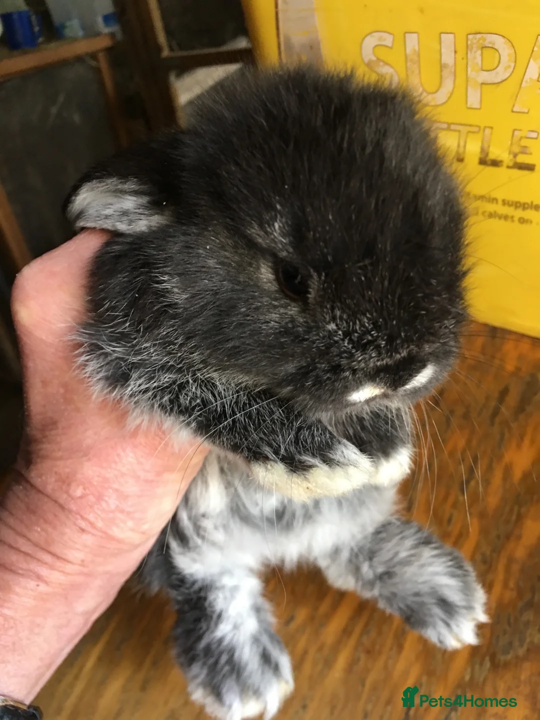 Mini Lop rabbits for sale: Gorgeous mini lops for sale  in York - Advert 1