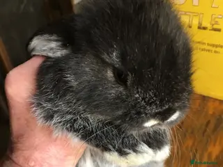 Mini Lop rabbits Gorgeous mini lops for sale - Advert 1
