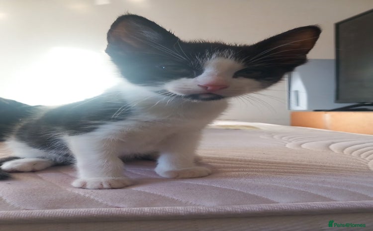 Mixed Breed cats - Advert 1