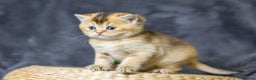 Scottish Fold cats for sale: Premium Rare Black Gold Scottish Fold Kittens - Advert 6