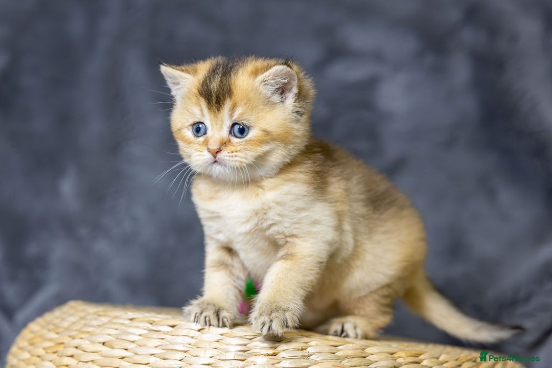 Scottish Fold cats for sale: Premium Rare Black Gold Scottish Fold Kittens - Advert 6