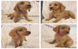 Labradoodle dogs for sale: ONLY 4 GIRLS LEFT F1 miniature labradoodles - Image 1