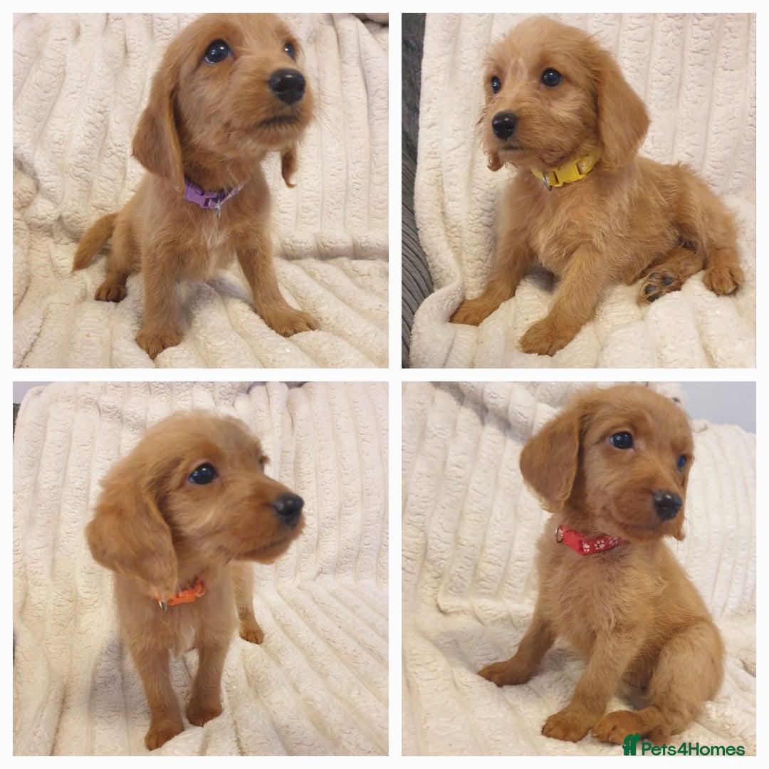 Labradoodle dogs for sale: ONLY 4 GIRLS LEFT F1 miniature labradoodles - Image 1