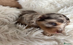 Cavapoo dogs for sale: Stunning Cavapoo puppies  - Image 8