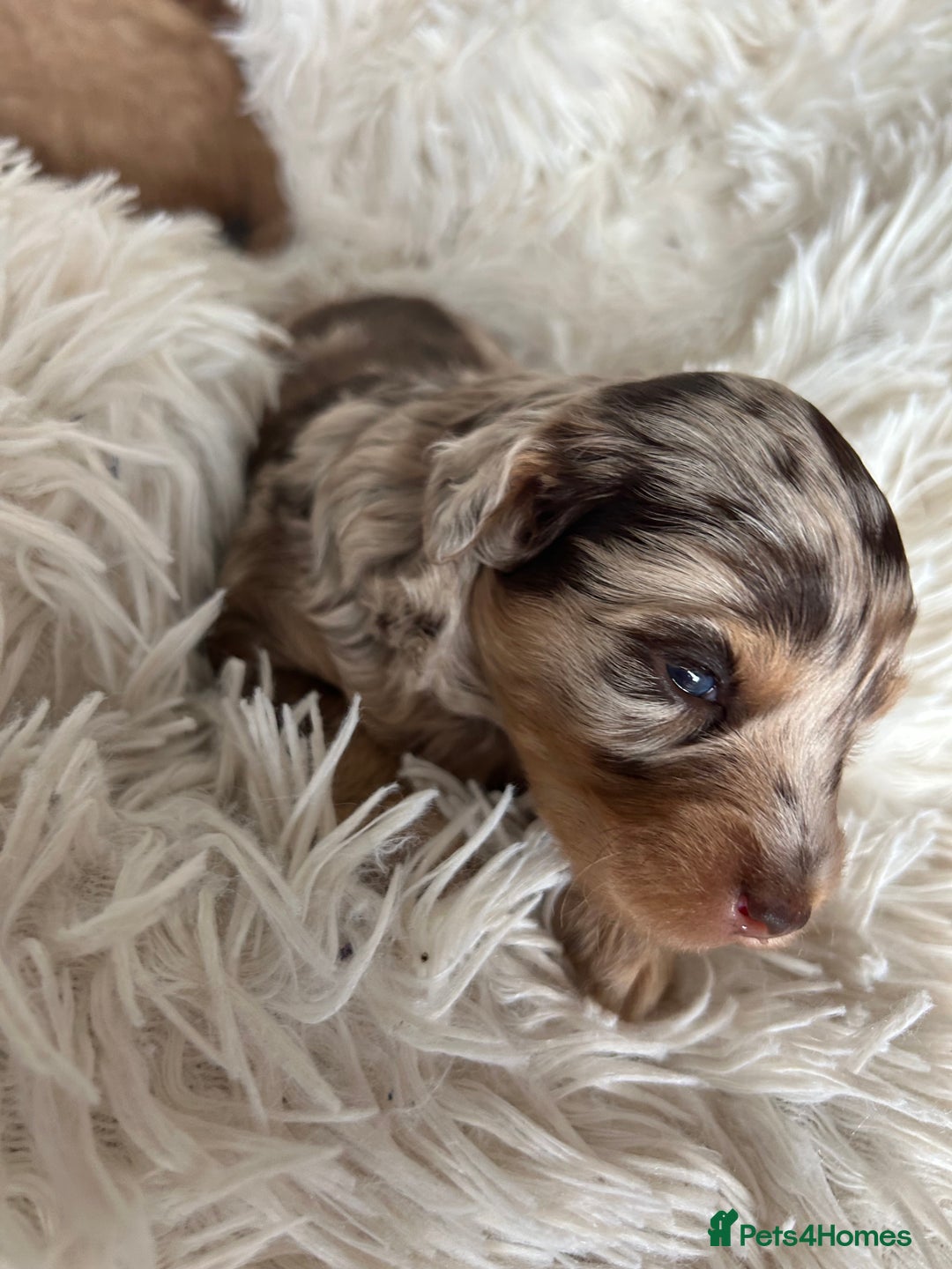 Cavapoo dogs for sale: Stunning Cavapoo puppies  - Image 8