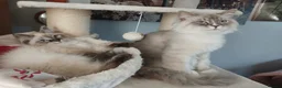 Siberian cats for sale: Beautiful Siberian kittens  - Advert 12