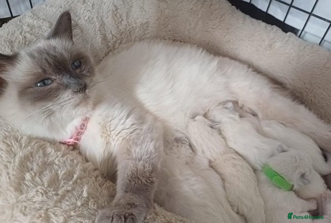 Ragdoll cats for sale: Top quality Ragdoll kittens for sales - Image 6