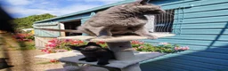 British Shorthair cats for sale: Beautiful kitten - Advert 7