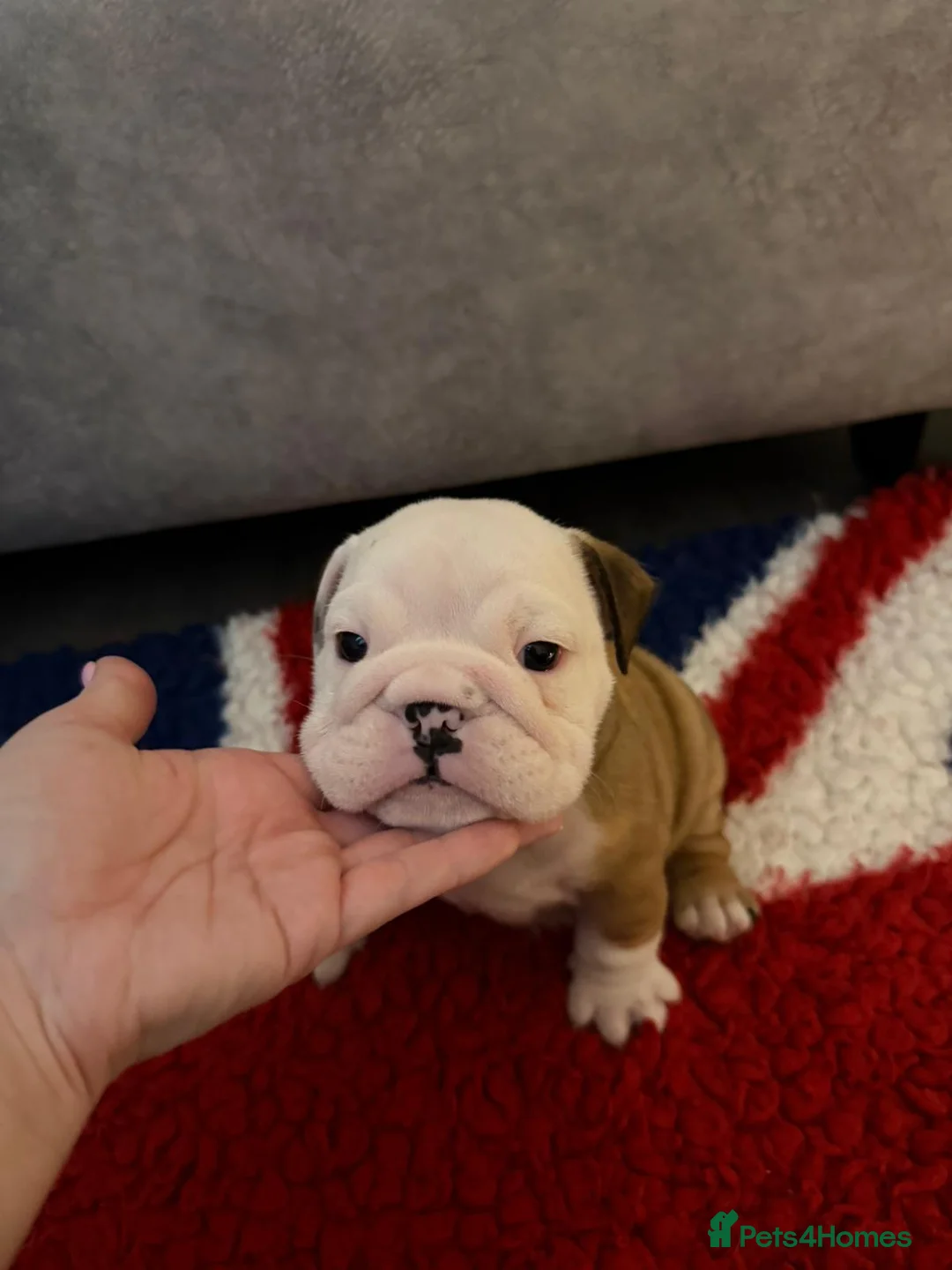 English Bulldog dogs for sale: *2 Boys* Bulldog Puppies - KC Standard/Registered - Advert 7
