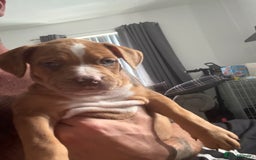 Mixed Breed dogs for sale: Tri chocolate  Corso mixed - Image 27