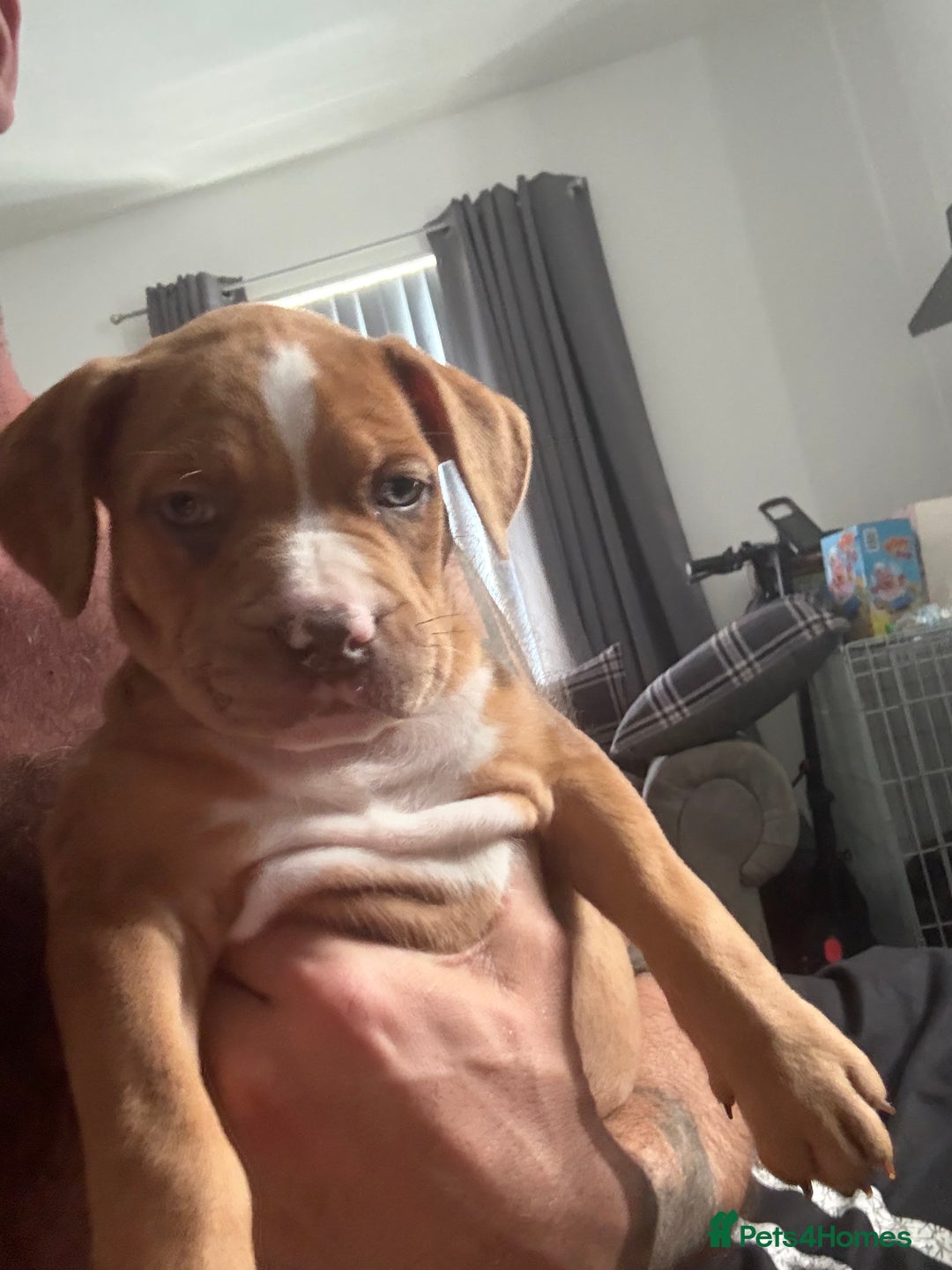 Mixed Breed dogs for sale: Tri chocolate  Corso mixed - Image 27
