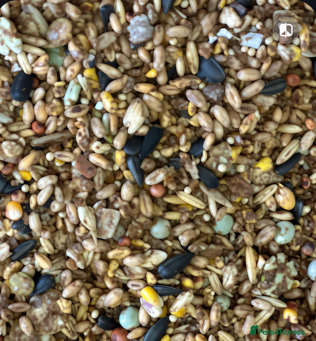 Mixed Breed poultry for sale: Pilling Poultry Boost Mix - High Energy feed - Advert 2