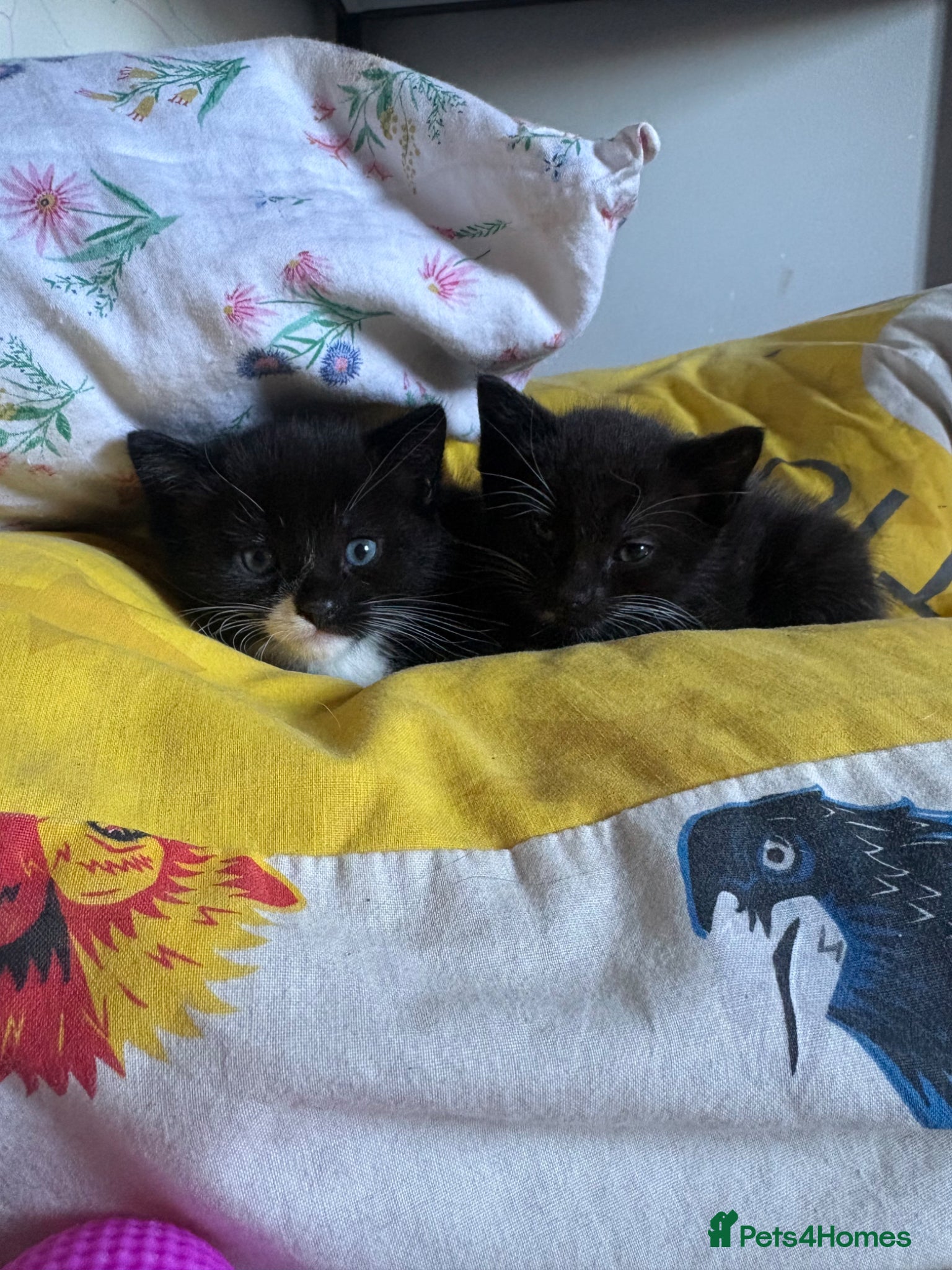 Mixed Breed cats Two Black and White girls - Advert 2