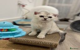 Scottish Fold cats for sale: 🐱 One boy left 🐱 Open for offers ❤️ - Image 21