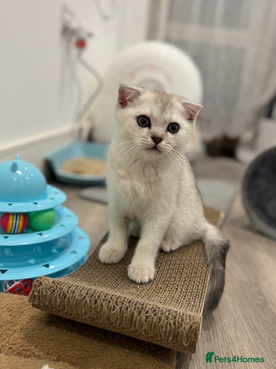Scottish Fold cats for sale: 🐱 One boy left 🐱 Open for offers ❤️ - Image 21