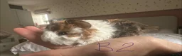 Guinea Pig rodents for sale: Baby Guinea Pig’s For Sale - Advert 6