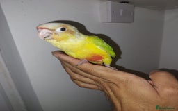 Conures birds for sale: Handrearred Conure - Image 2