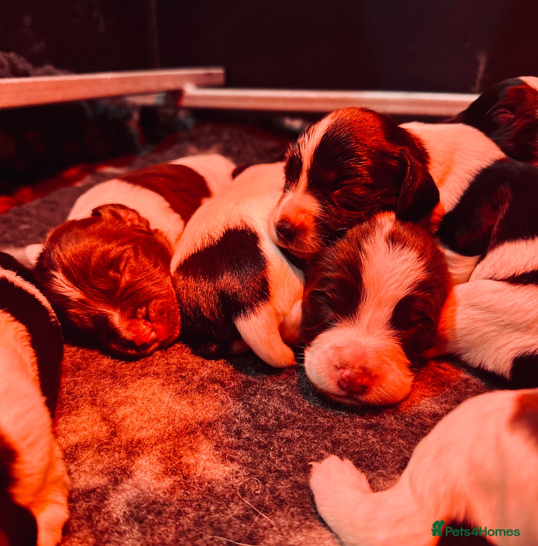 English Springer Spaniel dogs for sale: KC English Springer Spaniels  - Advert 7