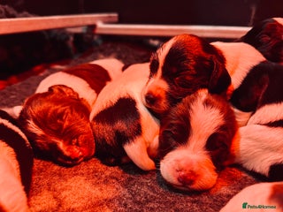 English Springer Spaniel dogs KC English Springer Spaniels - Advert 1