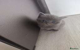 Ragdoll cats for sale: Half ragdoll kitten - Image 4