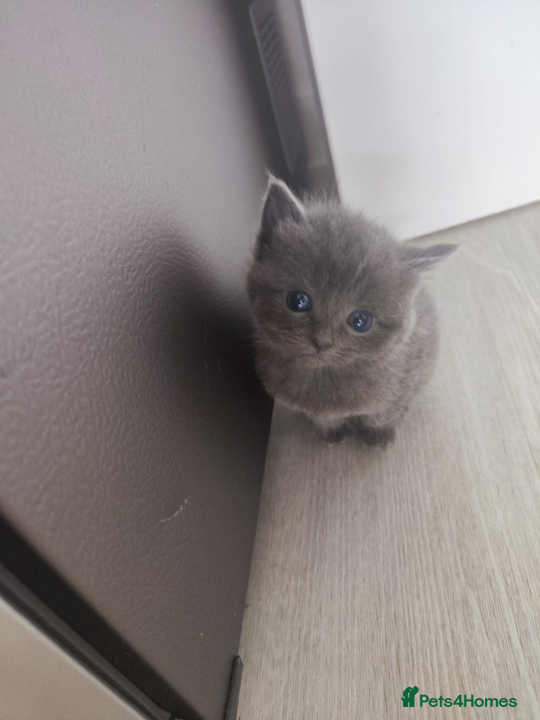 Ragdoll cats for sale: Half ragdoll kitten - Image 4