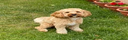 Cockapoo dogs for stud: Handsome cockapoo - For stud until proven - Advert 3