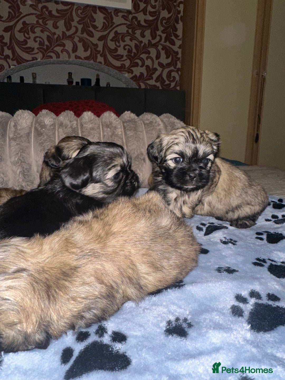 Shihpoo dogs for sale: Shihpoo 6 girls  - Advert 6