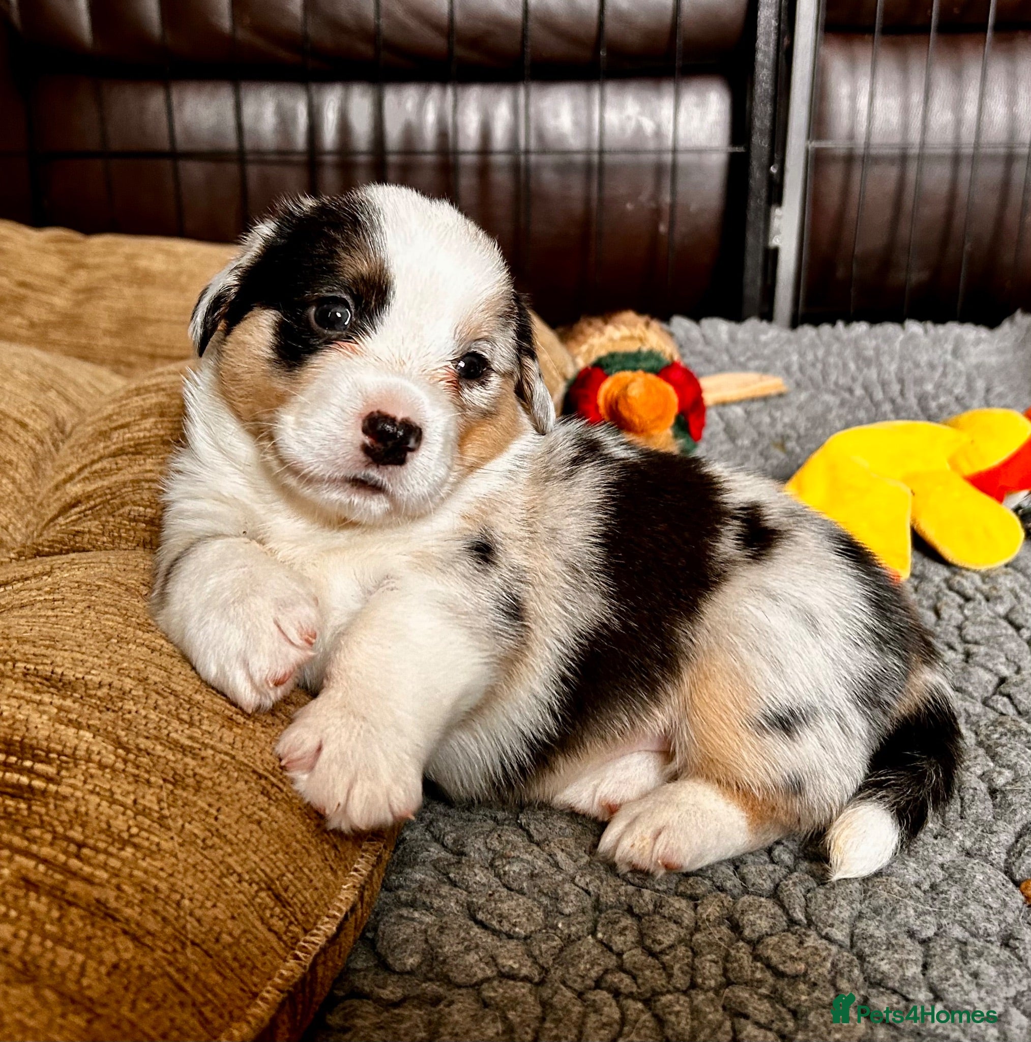 Welsh Corgi Cardigan dogs Quality KC Pedigree Corgi Cardigan Puppies - Advert 1