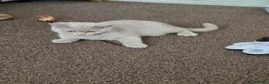 British Shorthair 1