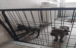 Staffordshire Bull Terrier dogs for sale: Blue male staff puppies  - Image 5