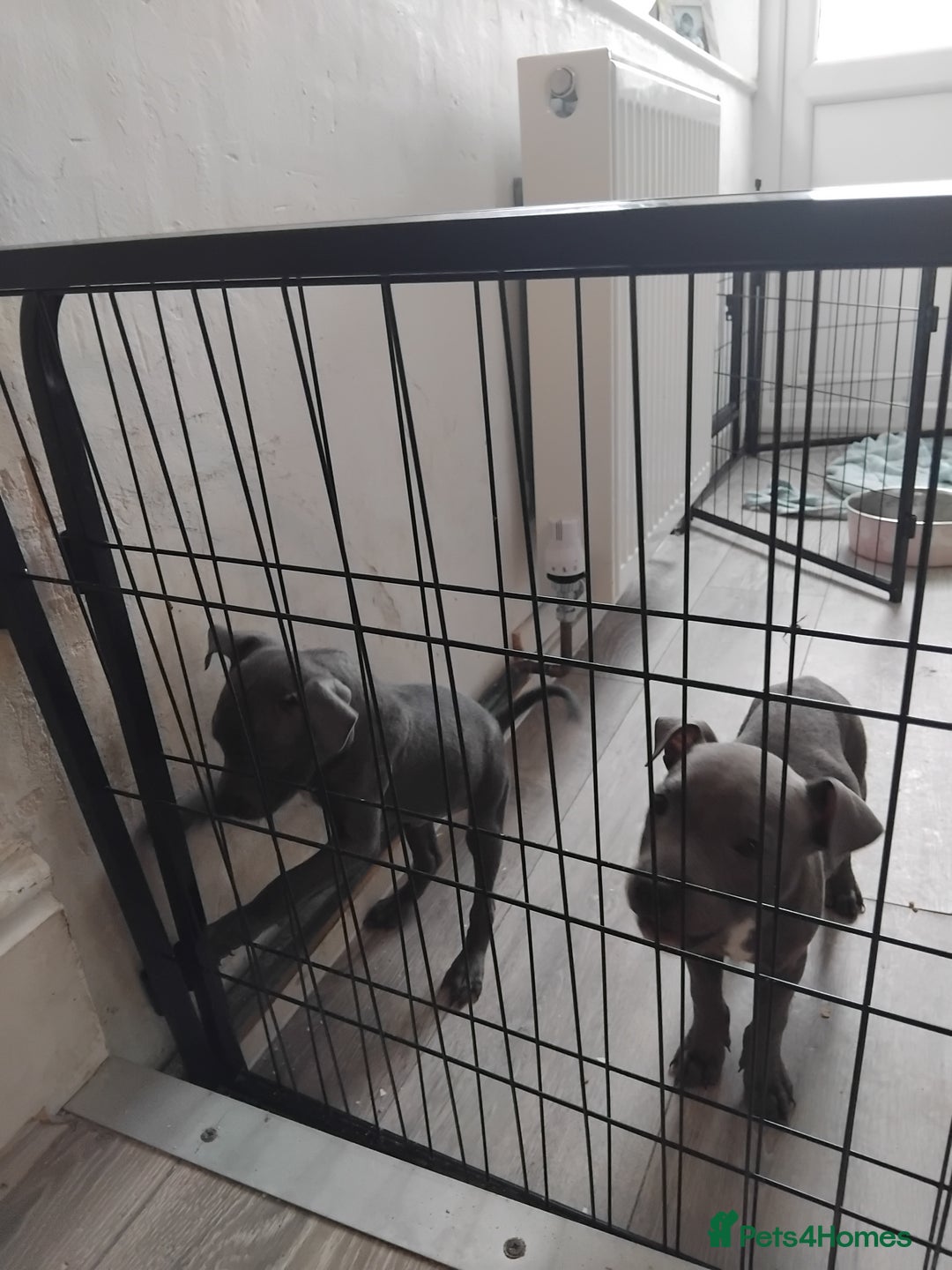 Staffordshire Bull Terrier dogs for sale: Blue male staff puppies  - Image 5