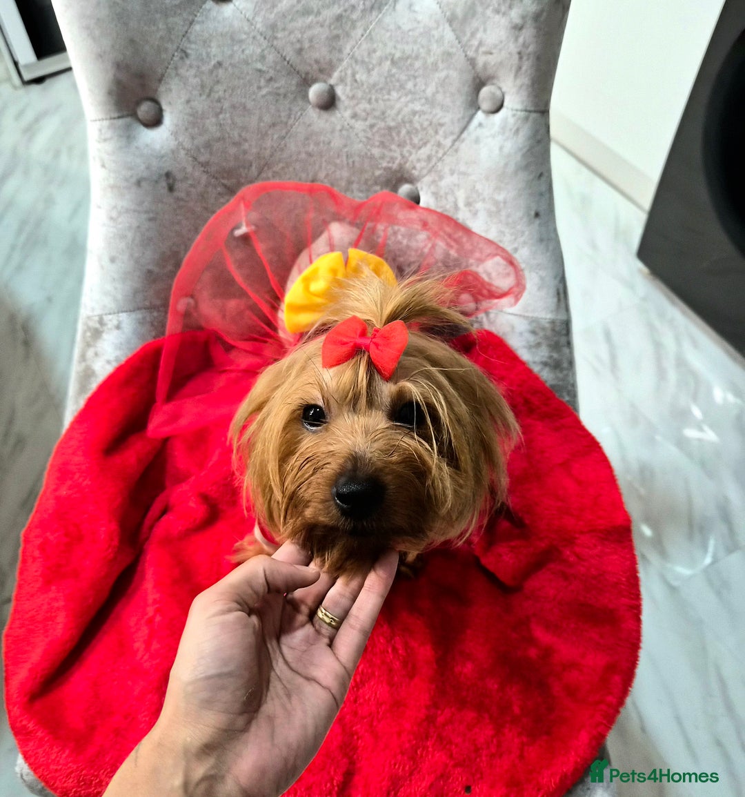Yorkshire Terrier dogs for sale: Last 4 yorkshire terrier puppies - Advert 2