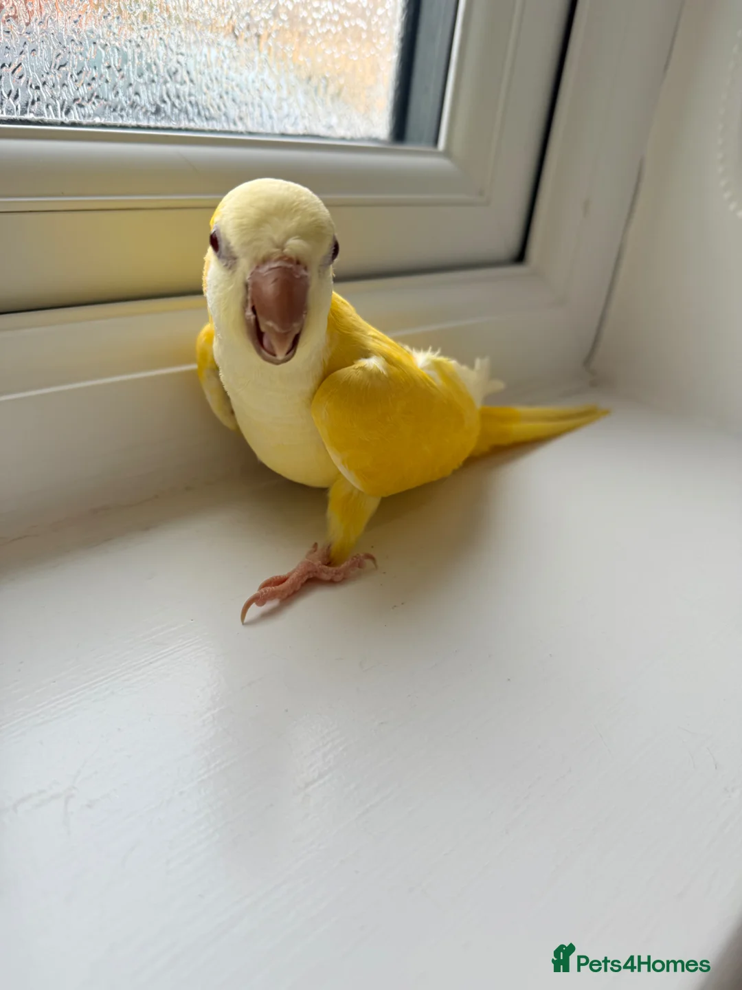 Parrots birds for sale: BEAUTIFUL QUAKER / MONK PARROTS BIRDS  - Advert 2