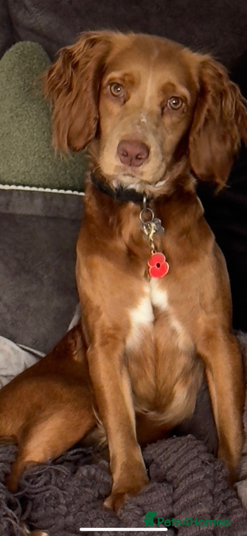 Cocker Spaniel dogs Beautiful Cocker Spaniel Dottie - Advert 14