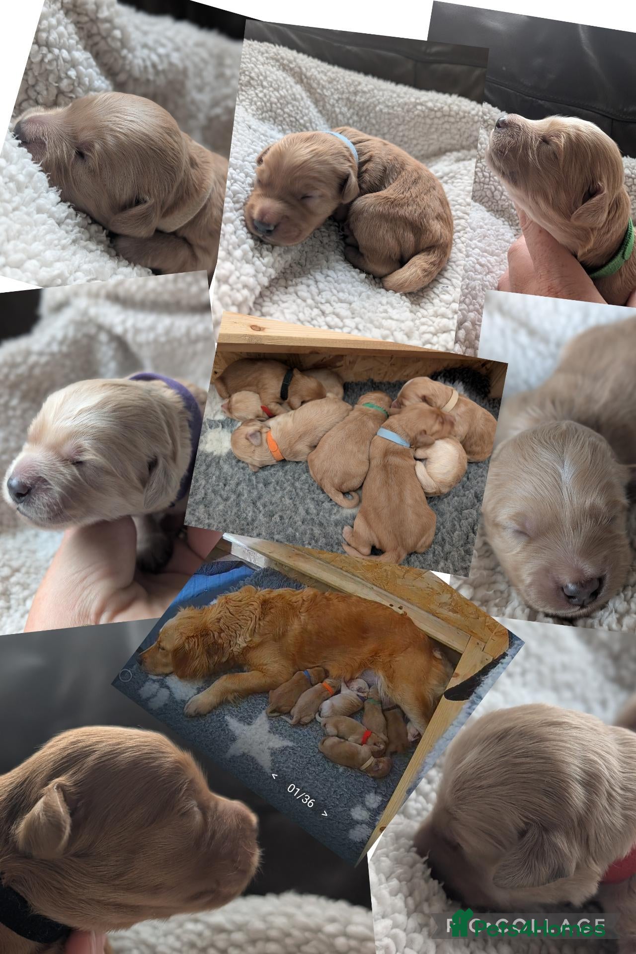 Mini Goldendoodle dogs 🐶💛 F1 GOLDENDOODLE PUPPIES – NOW HERE! 💛🐶 - Advert 1