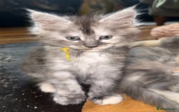 Maine Coon cats for sale: Maine Coon Kittens  - Image 6
