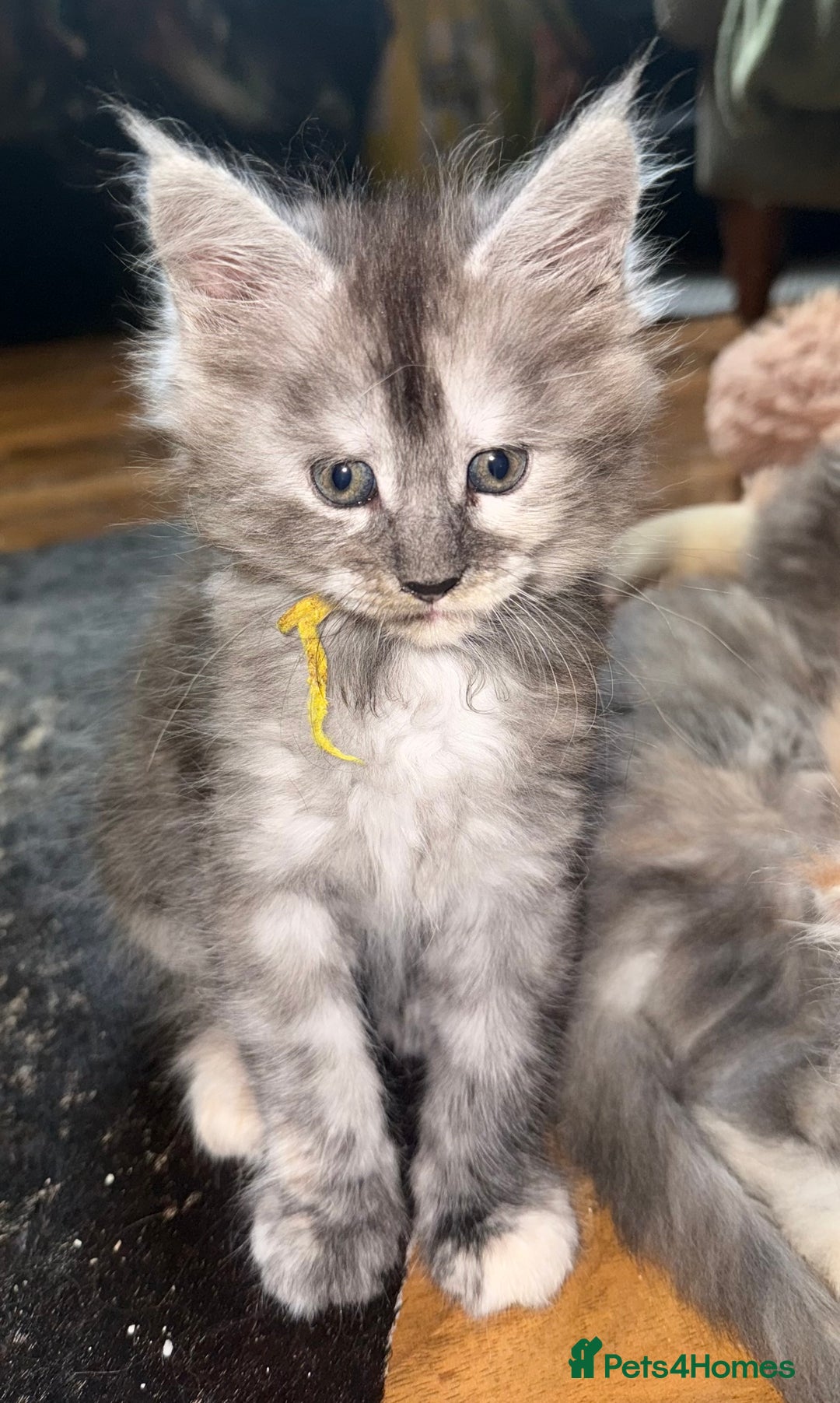 Maine Coon cats for sale: Maine Coon Kittens  - Image 6
