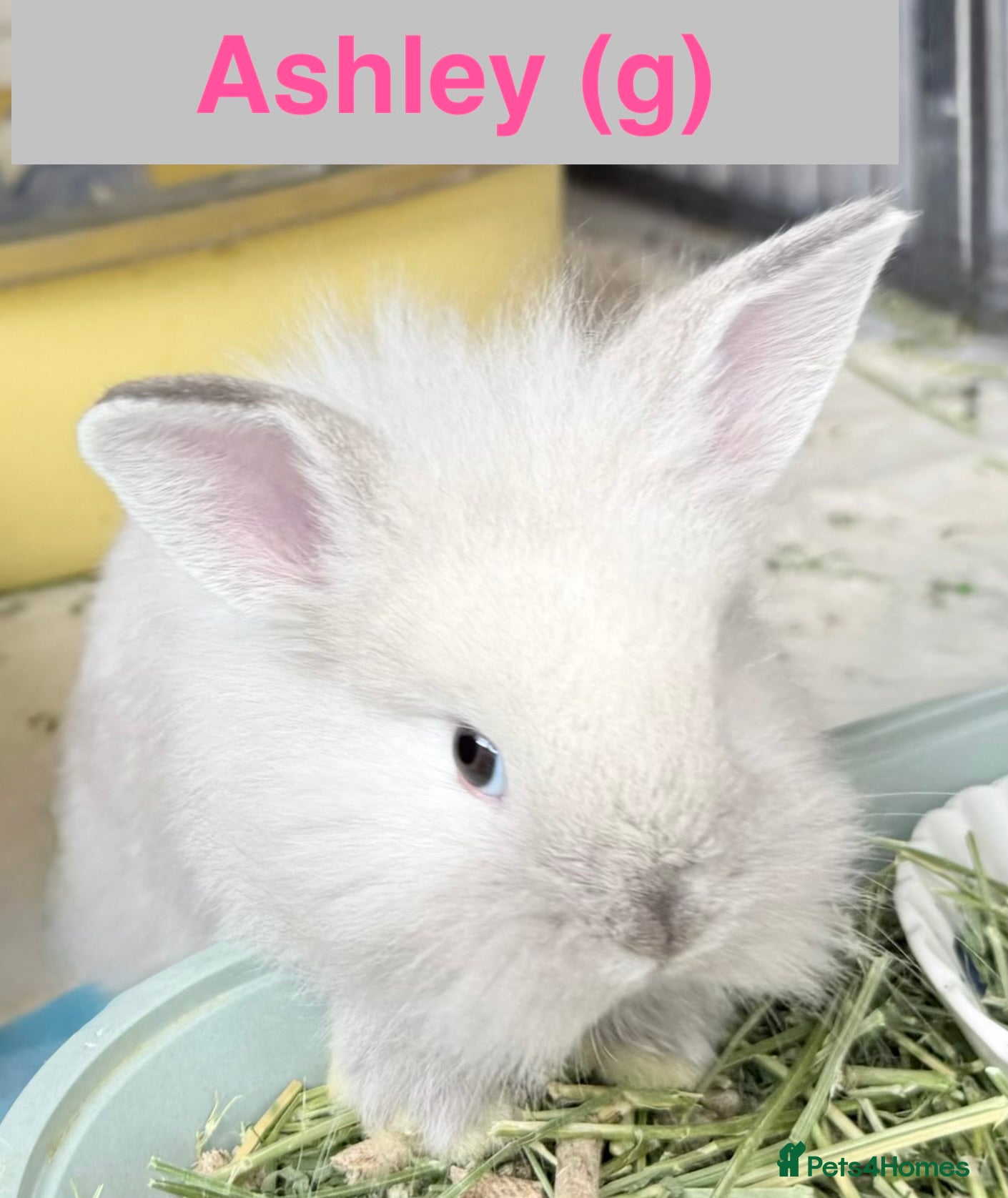 Lionhead rabbits Double Maned Lionheads Babies - Advert 2