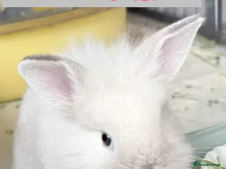 Lionhead rabbits Double Maned Lionheads Babies - Advert 2
