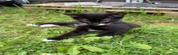 Mixed Breed cats for sale: Cute Kittens - Advert 1
