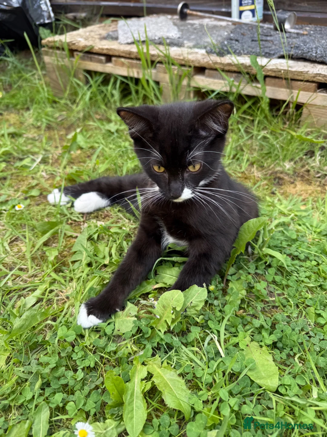 Mixed Breed cats for sale: Cute Kittens - Advert 1