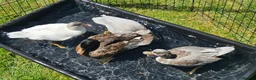 Ducks poultry for sale: Call duckling for sale  - Advert 3